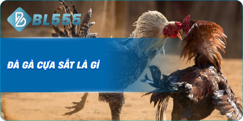 Đá gà cựa sắt là gì